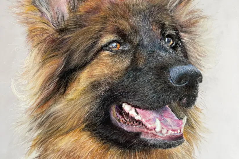 Deutscher schaeferhund