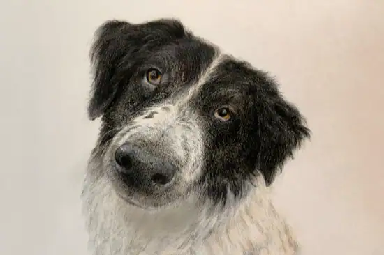 Wolga die karakatschan hundedame 3zu2 thumb