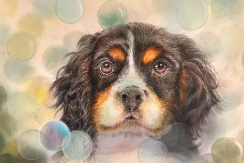 Cavalier King Charles Spaniel Portrait