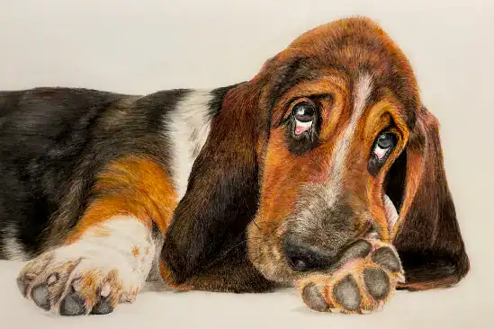 Bassets Bittebitte-Gesicht
